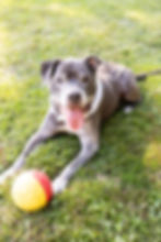 pitbull rescue running in park