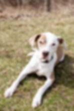 Pit Bull Terrier