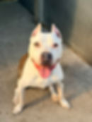 Pit Bull Terrier
