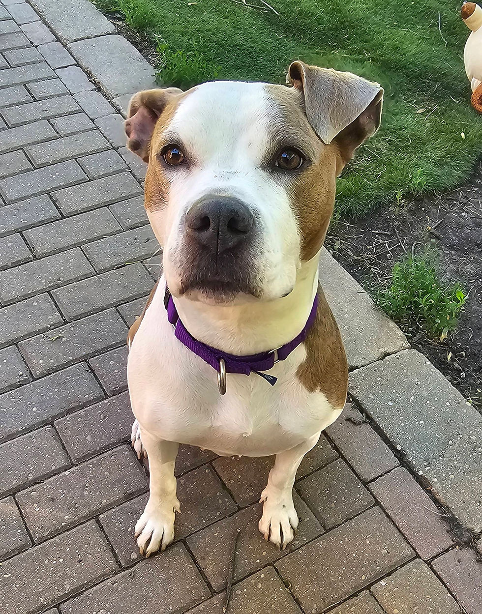 Pit Bull Terrier
