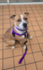 Pit Bull Terrier