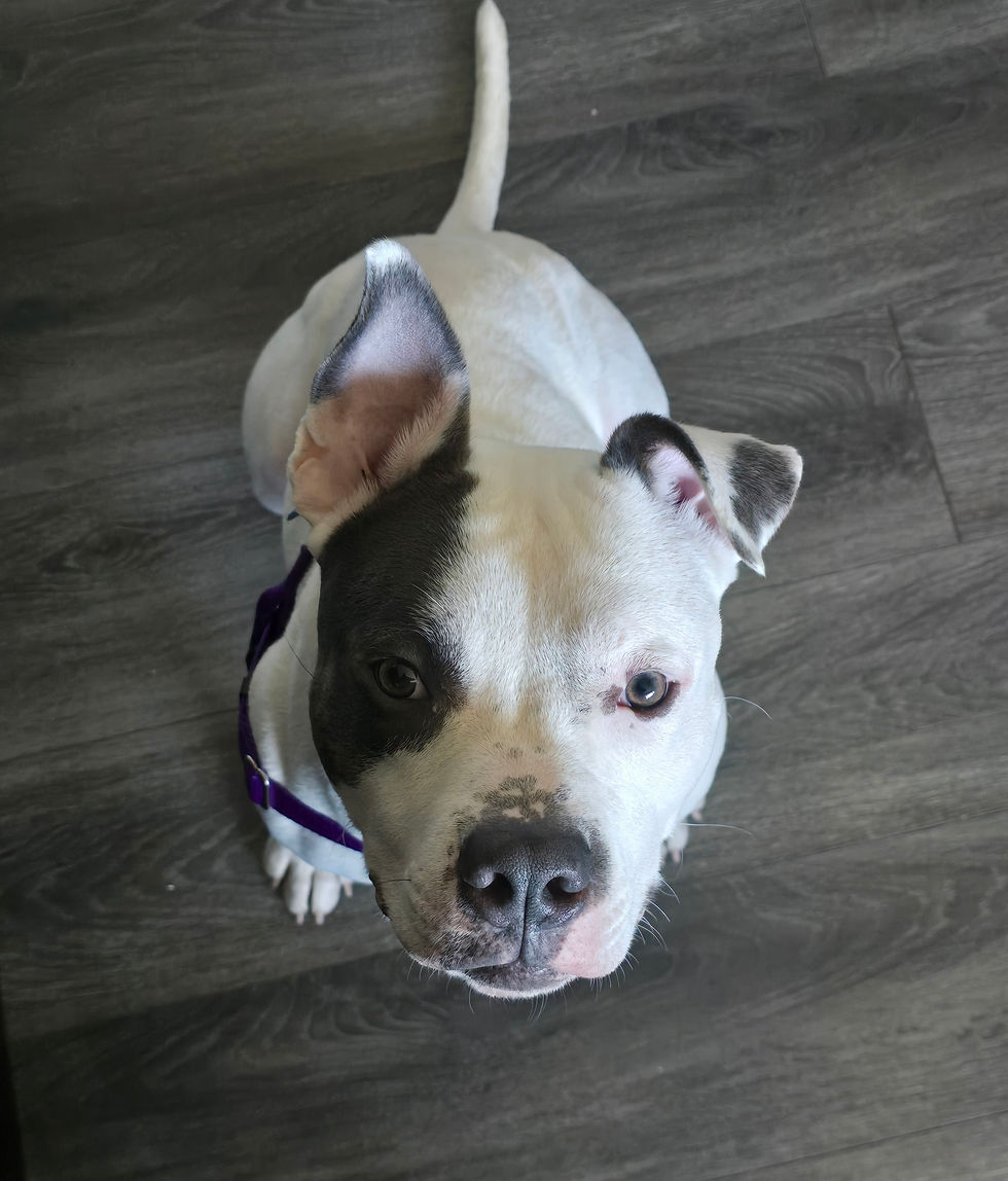 Pit Bull Terrier