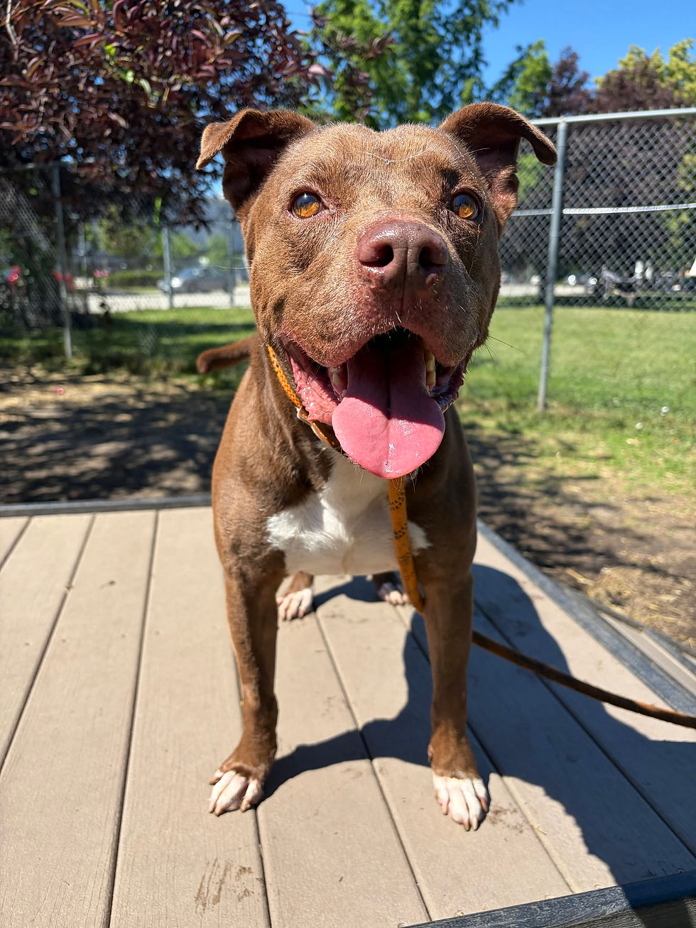 Pit Bull Terrier