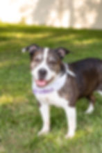 pitbull rescue running in park