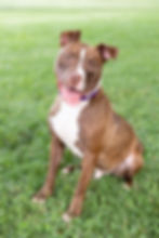 pitbull rescue running in park