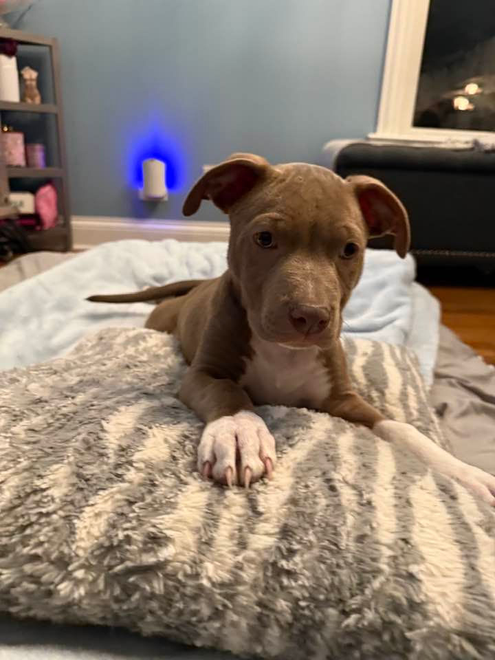 Pit Bull
