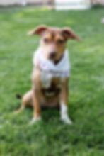 Pit Bull Terrier