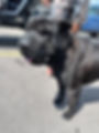 pitbull rescue running in park