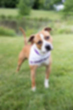 Pit Bull Terrier 