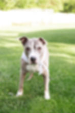 Pit Bull Terrier