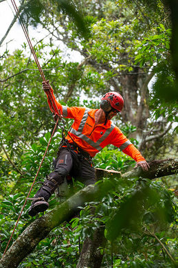 arborist-manawatu.JPG
