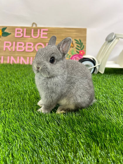Available Pets | Blue Ribbon Bunnies