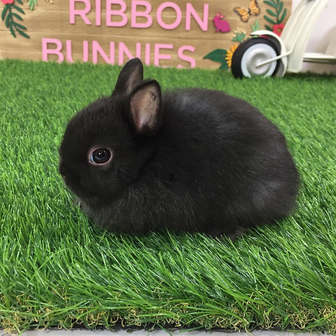 Available Pets | Blue Ribbon Bunnies
