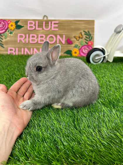 Available Pets | Blue Ribbon Bunnies