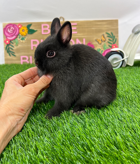 Available Pets | Blue Ribbon Bunnies