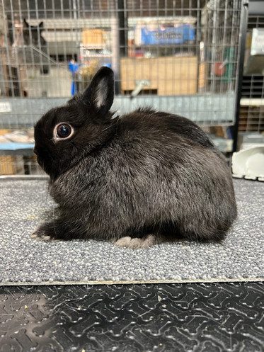 Gallery | Blue Ribbon Bunnies