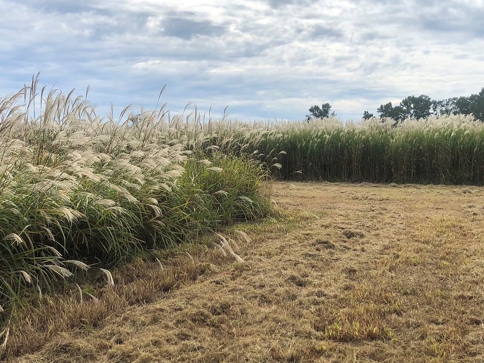 Thumbnail: Giant Miscanthus- 100 ct. Bags