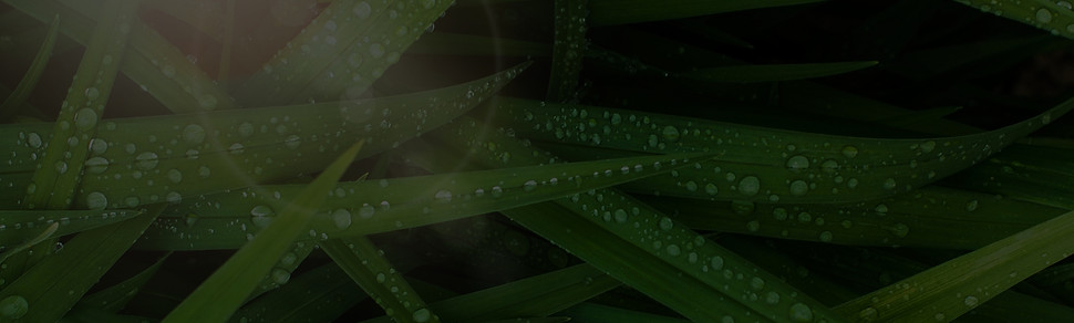 Dew On Grass