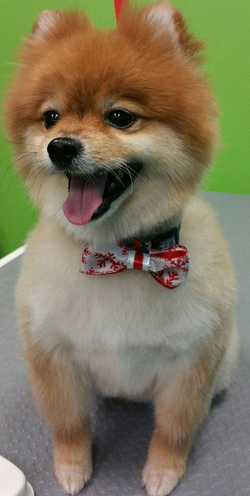 15107373_282424942153909_8511979303445753562_n