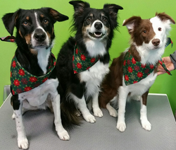 15384351_290534014676335_6907733682993726921_o