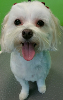 15000727_276538106075926_1886314499930635160_o