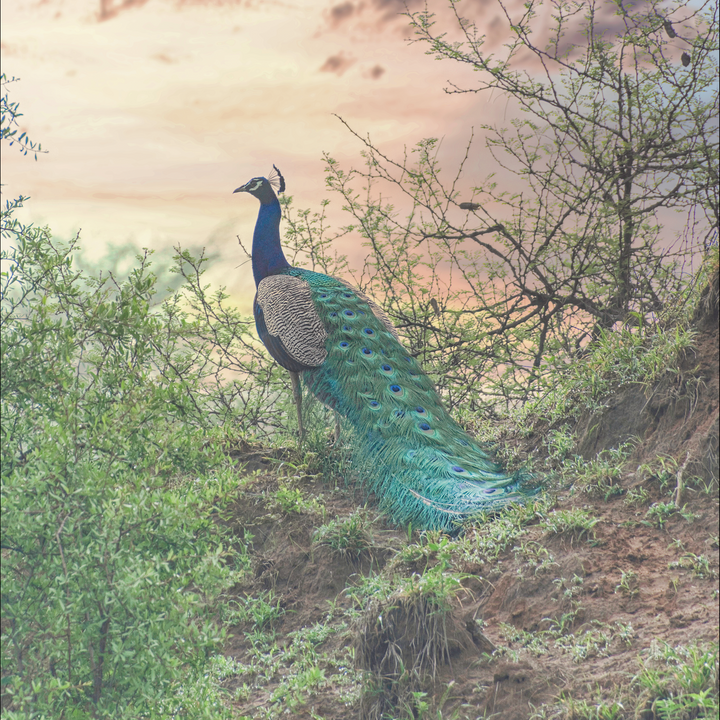 Screenshot 2022-07-18 at 7.10.52 AM.png