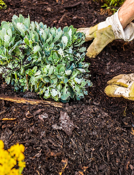 mulch-in-garden.jpg