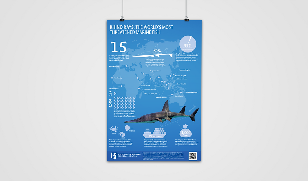 Rhino Rays Infographic