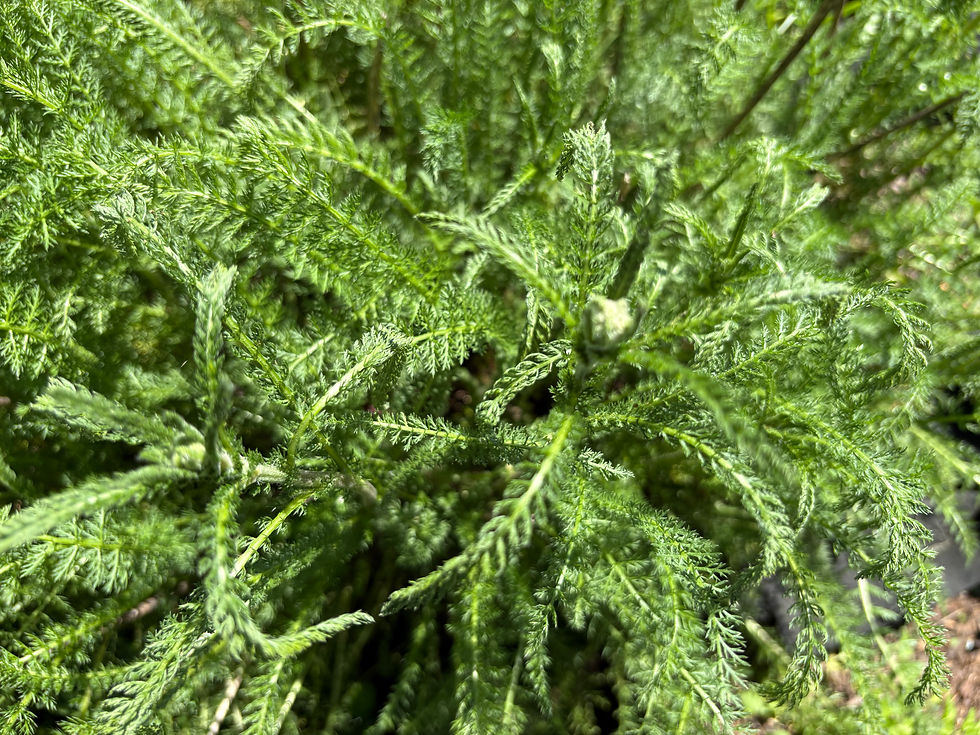 Yarrow