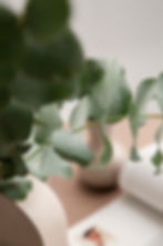 close-up-eucalyptus-plant.jpg