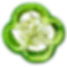 pimiento verde.webp