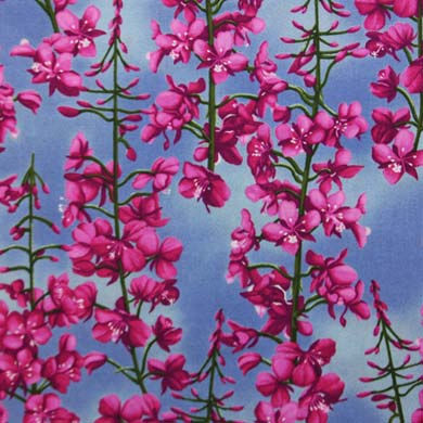 hf-fireweed-on-blue-m