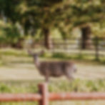 A wild deer in the San Diego Mountain town of Julian, CA - Jennifer Gutierrez