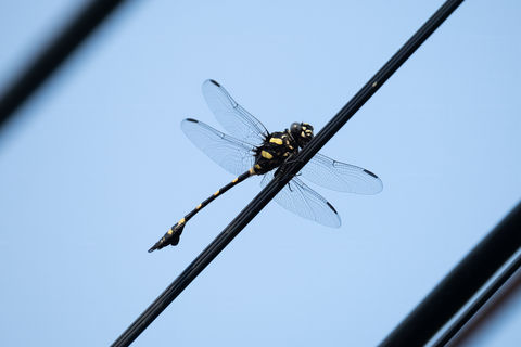 Bangkok Bang Kachao wildlife Common flangetail