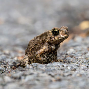 Bangkok Bang Kachao wildlife Asian common toad
