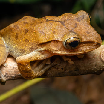 Bangkok Bang Kachao wildlife Spot-legged tree frog