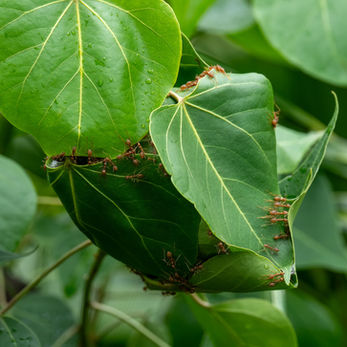 Bangkok Bang Kachao wildlife Weaver ant