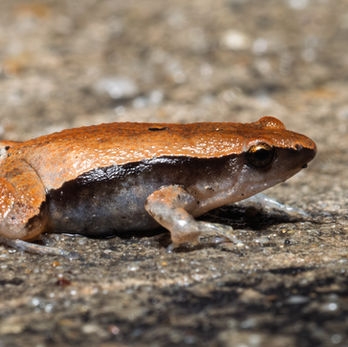 Bangkok Bang Kachao wildlife Dark-sided chorus frog