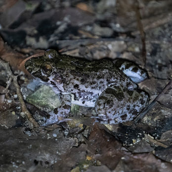 Bangkok Bang Kachao wildlife Mangrove frog