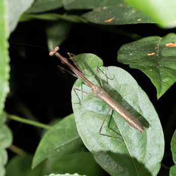 Bangkok Bang Kachao wildlife Giraffe mantis