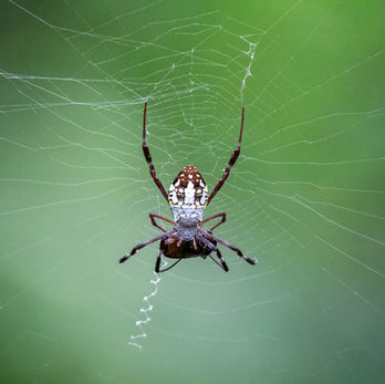 Bangkok Bang Kachao wildlife Dang's cross spider