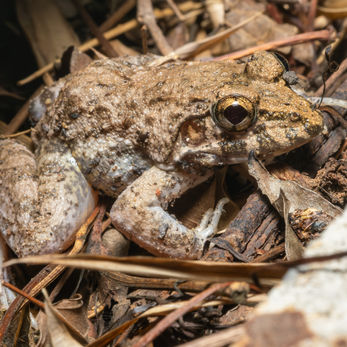 Bangkok Bang Kachao wildlife Paddyfield frog