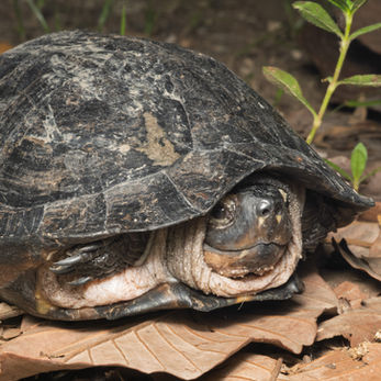 Bangkok Bang Kachao wildlife Black marsh turtle