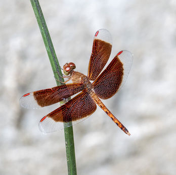 Bangkok Bang Kachao wildlife Common Parasol