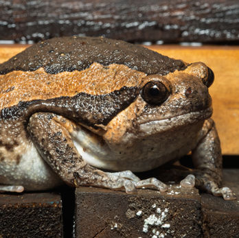 Bangkok Bang Kachao wildlife Banded bullfrog