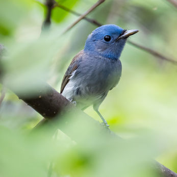 Bangkok Bang Kachao wildlife Black-naped monarch
