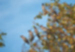 Waxwings1-SharpenAI-Standard.jpg