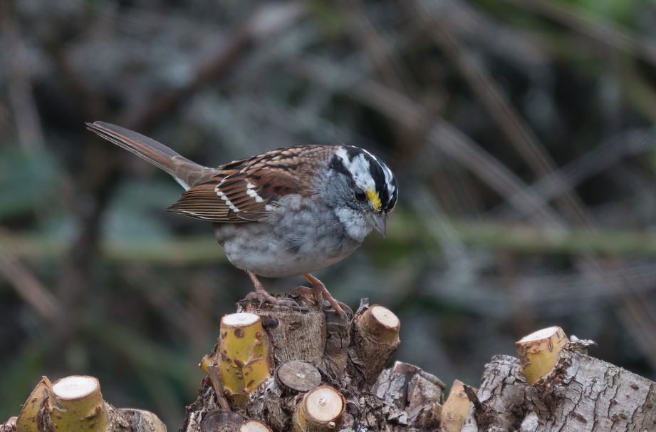 white throated sparrow rare scarce england vagrant bird 