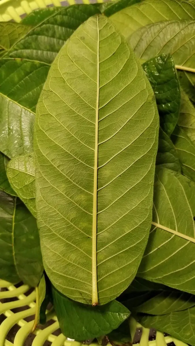 Guava Leaves