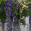 Thumbnail: LS294 Wisteria | 175 cm